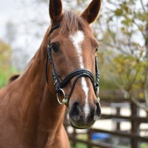 Equisential Bridle & Reins
